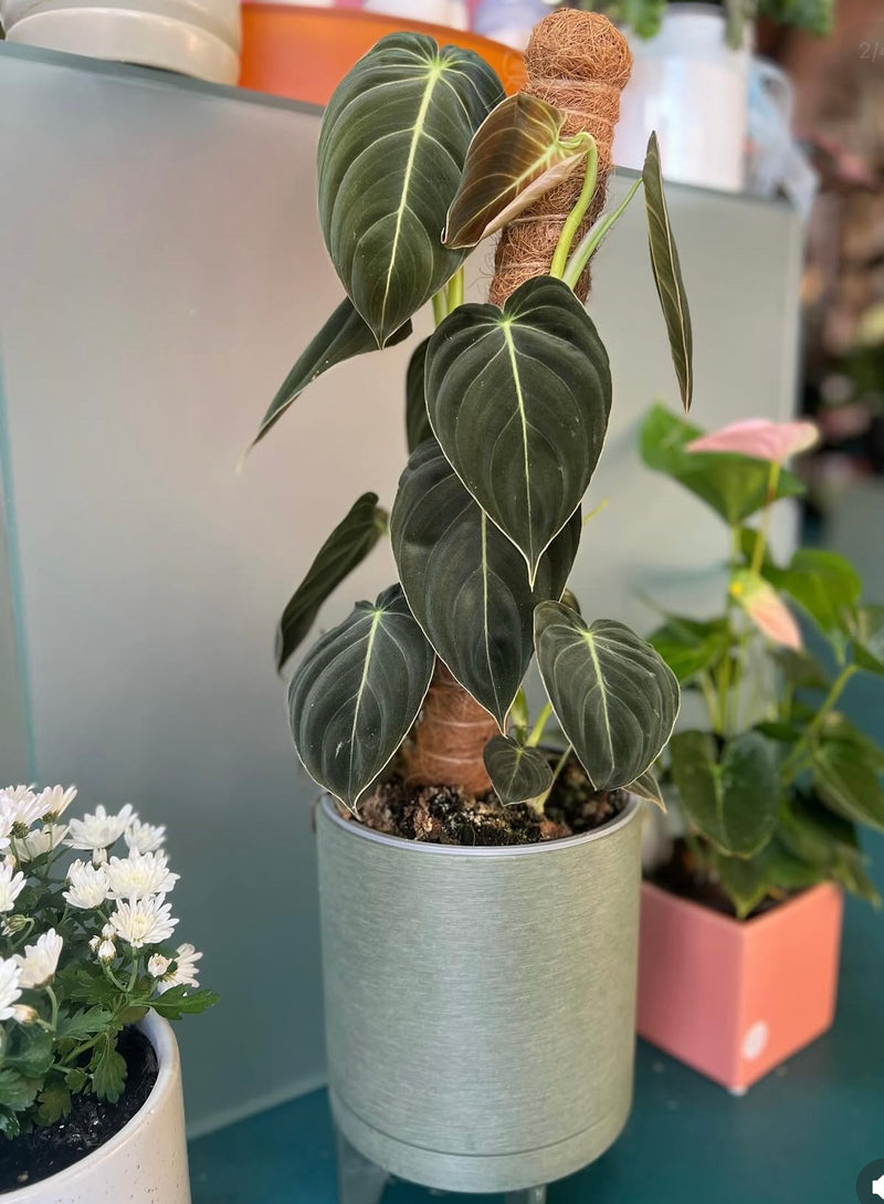 Foliage Plants