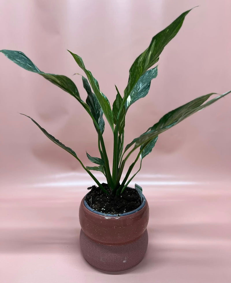 Foliage Plants