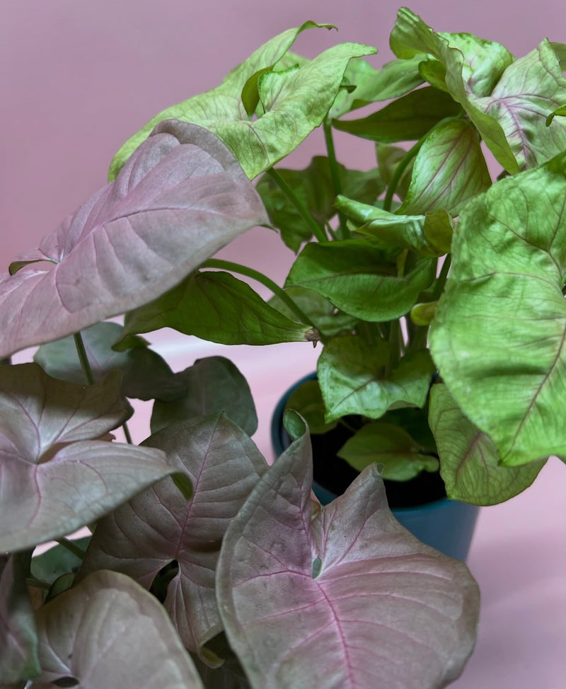 Foliage Plants