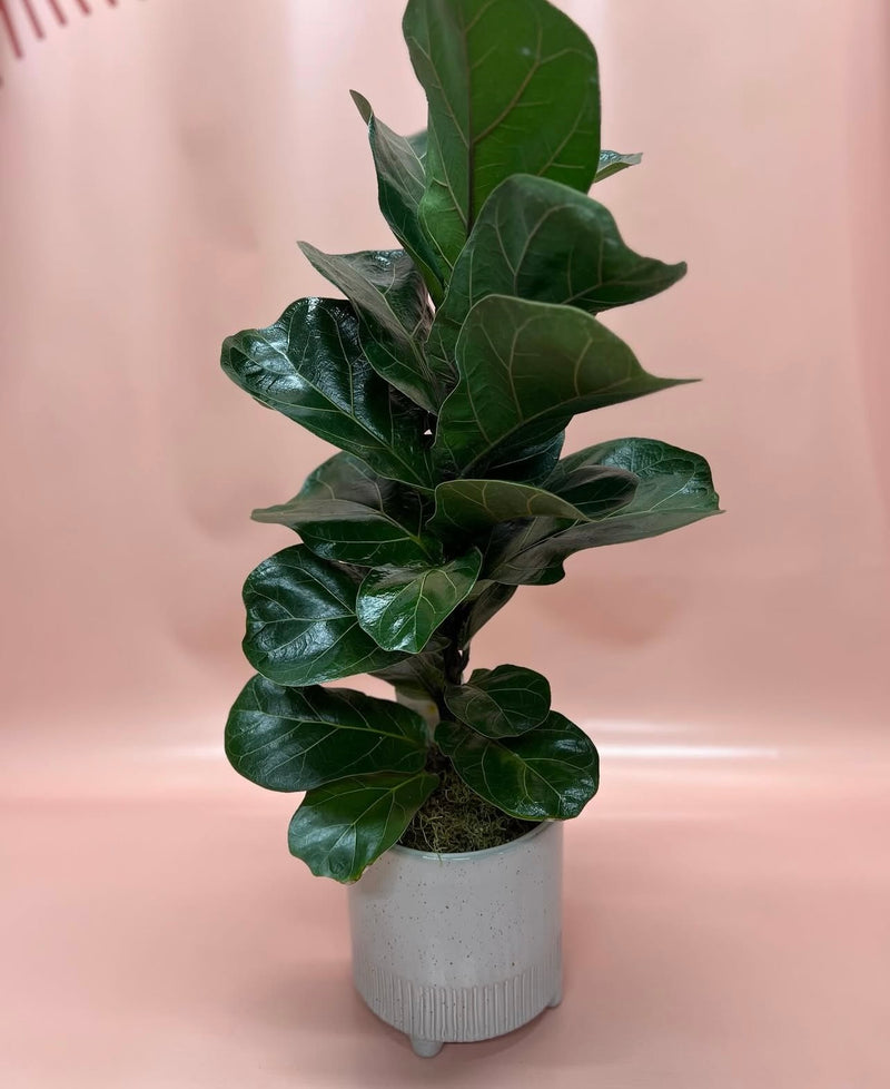 Foliage Plants