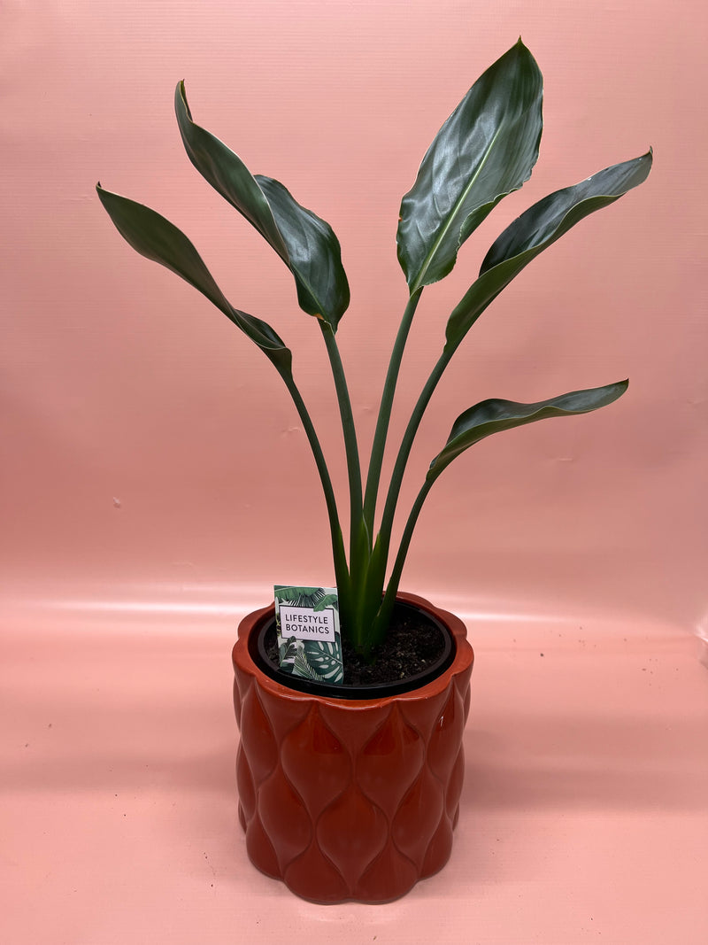 Foliage Plants