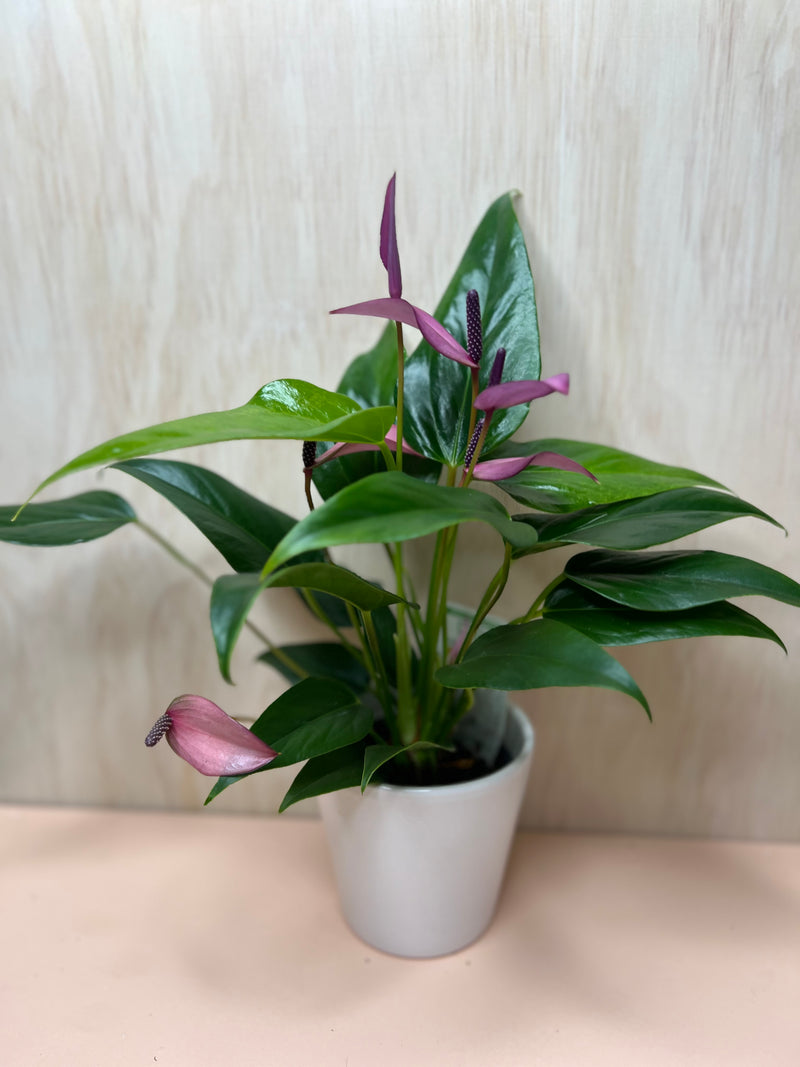potted anthurium Small Potted Anthurium – Flowers On Pollen