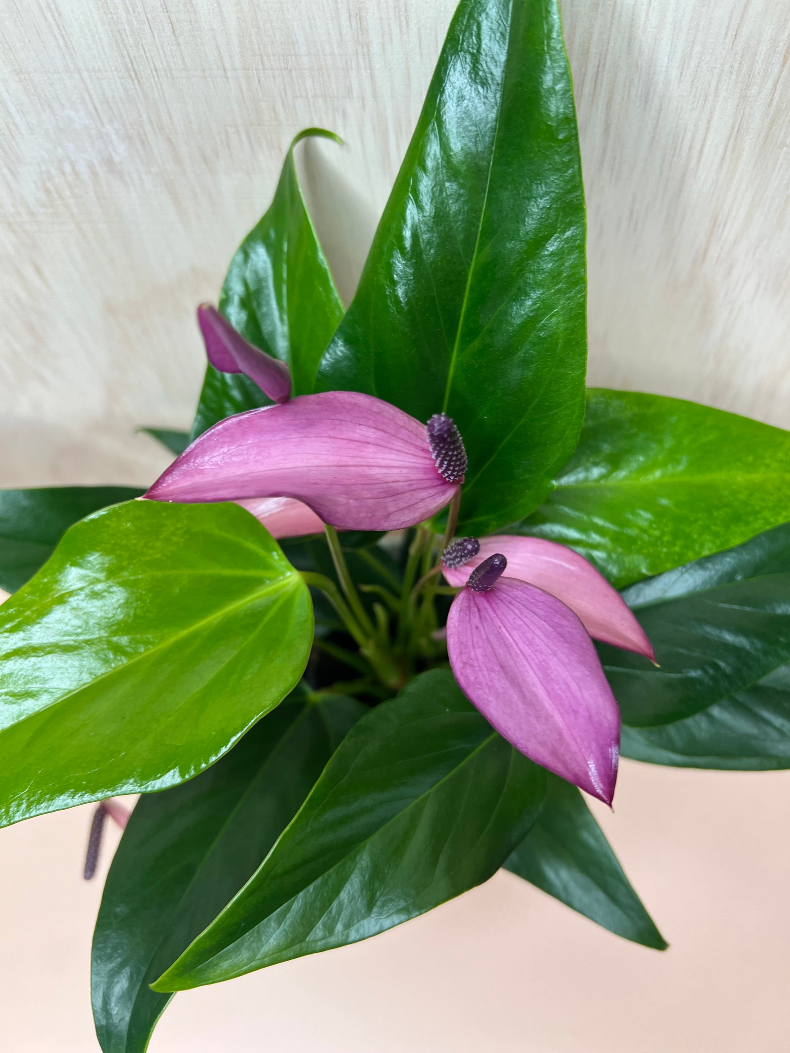 anthurium for sale nz Small Potted Anthurium – Flowers On Pollen