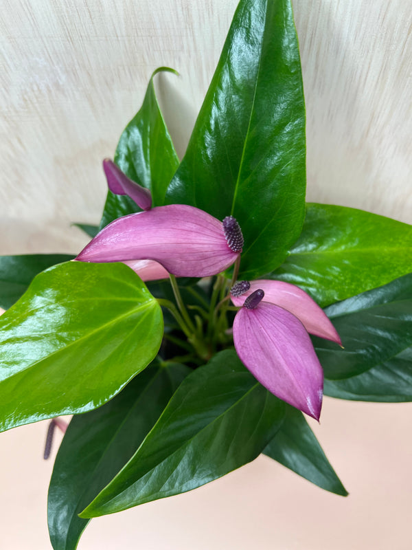 Small Potted Anthurium