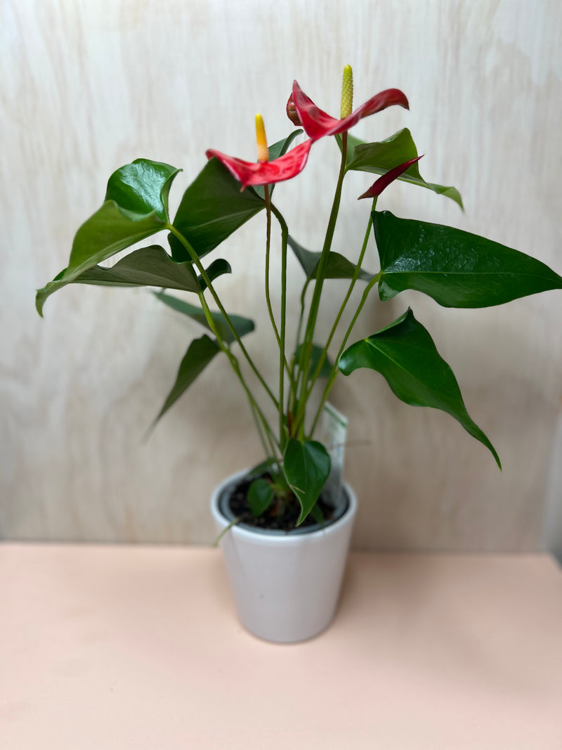 anthurium premium Small Potted Anthurium – Flowers On Pollen