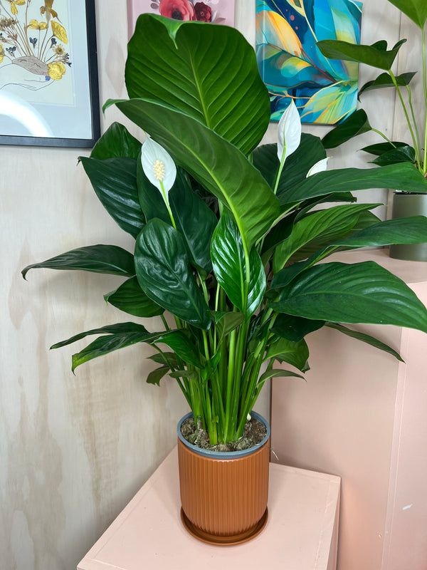 Potted Peace Lily