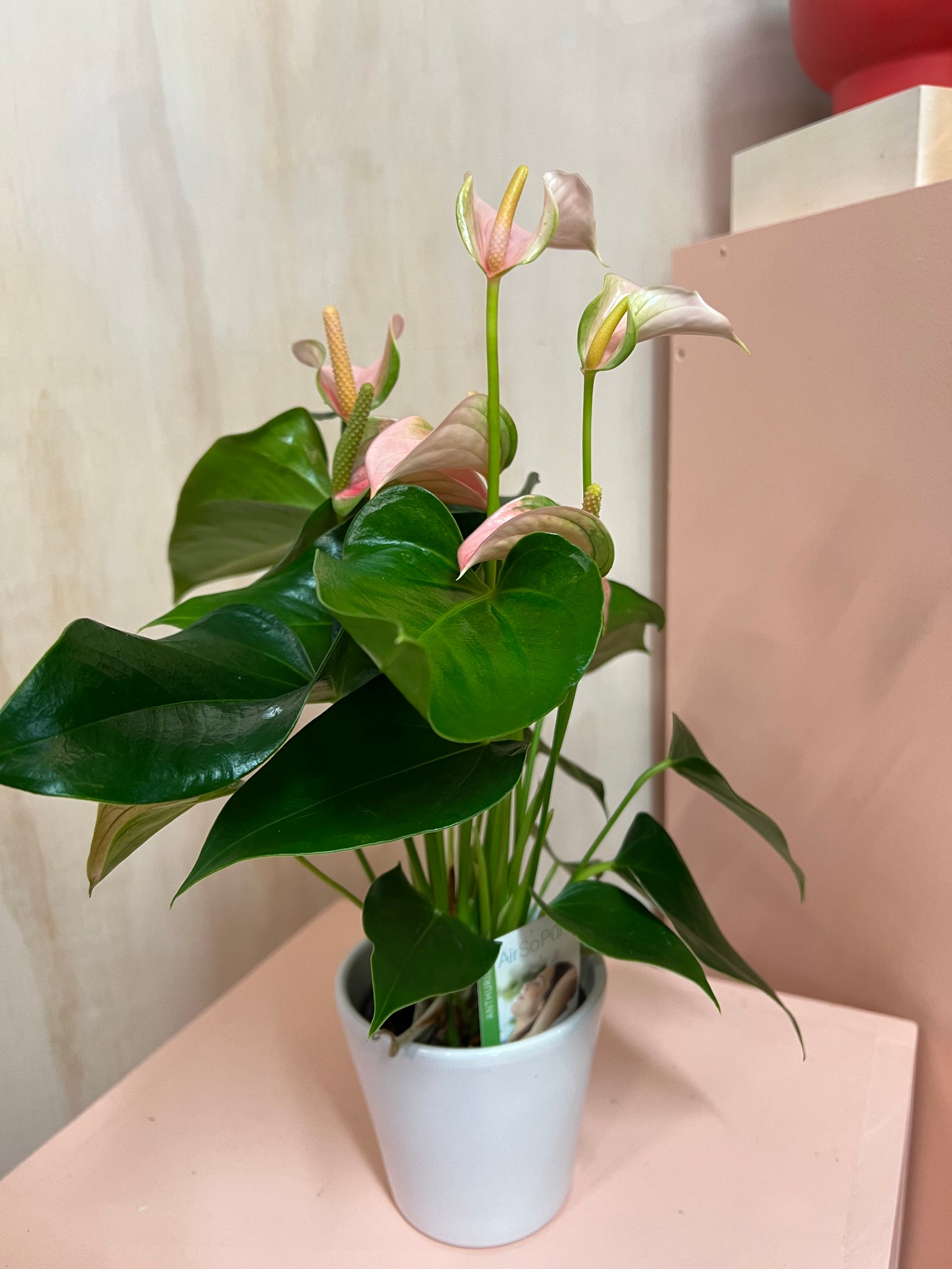 Small Potted Anthurium – Flowers On Pollen