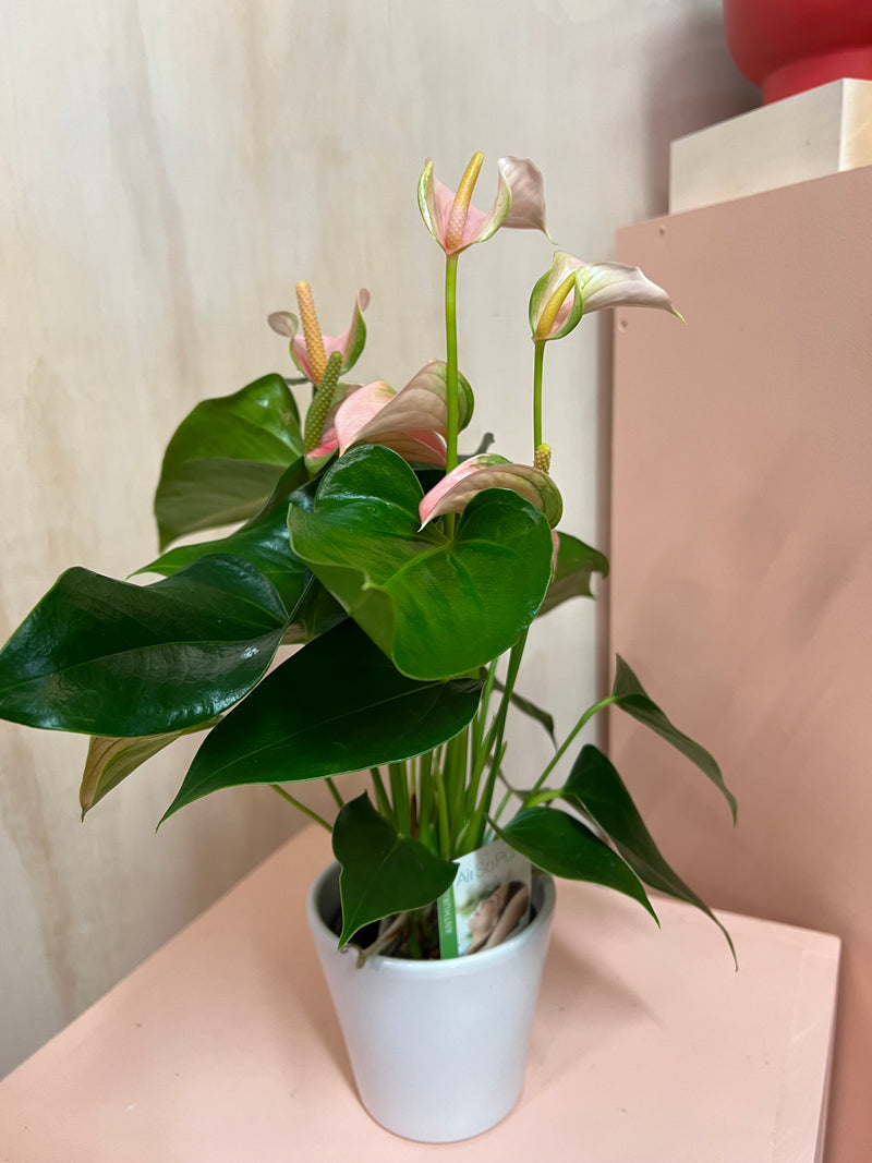 potted anthurium Small Potted Anthurium – Flowers On Pollen