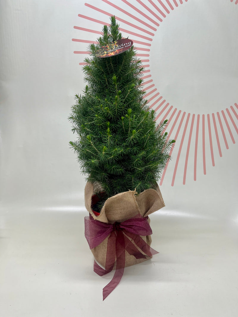 Mini Christmas Trees