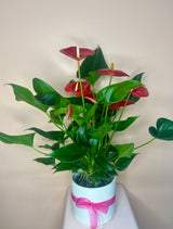 Flowering Indoor Plants