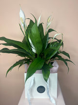 Flowering Indoor Plants