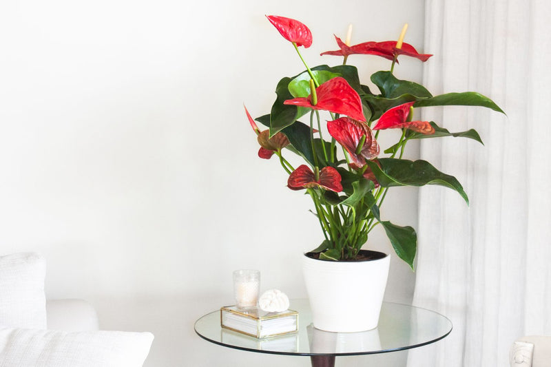 Potted Plant Anthurium