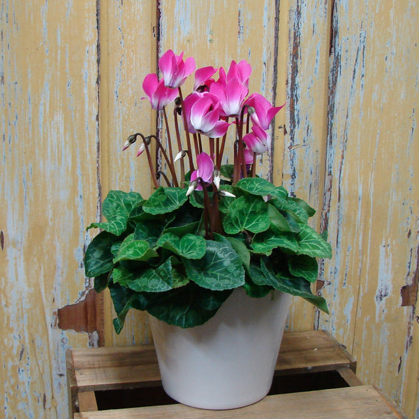 Potted Plant Cyclamen